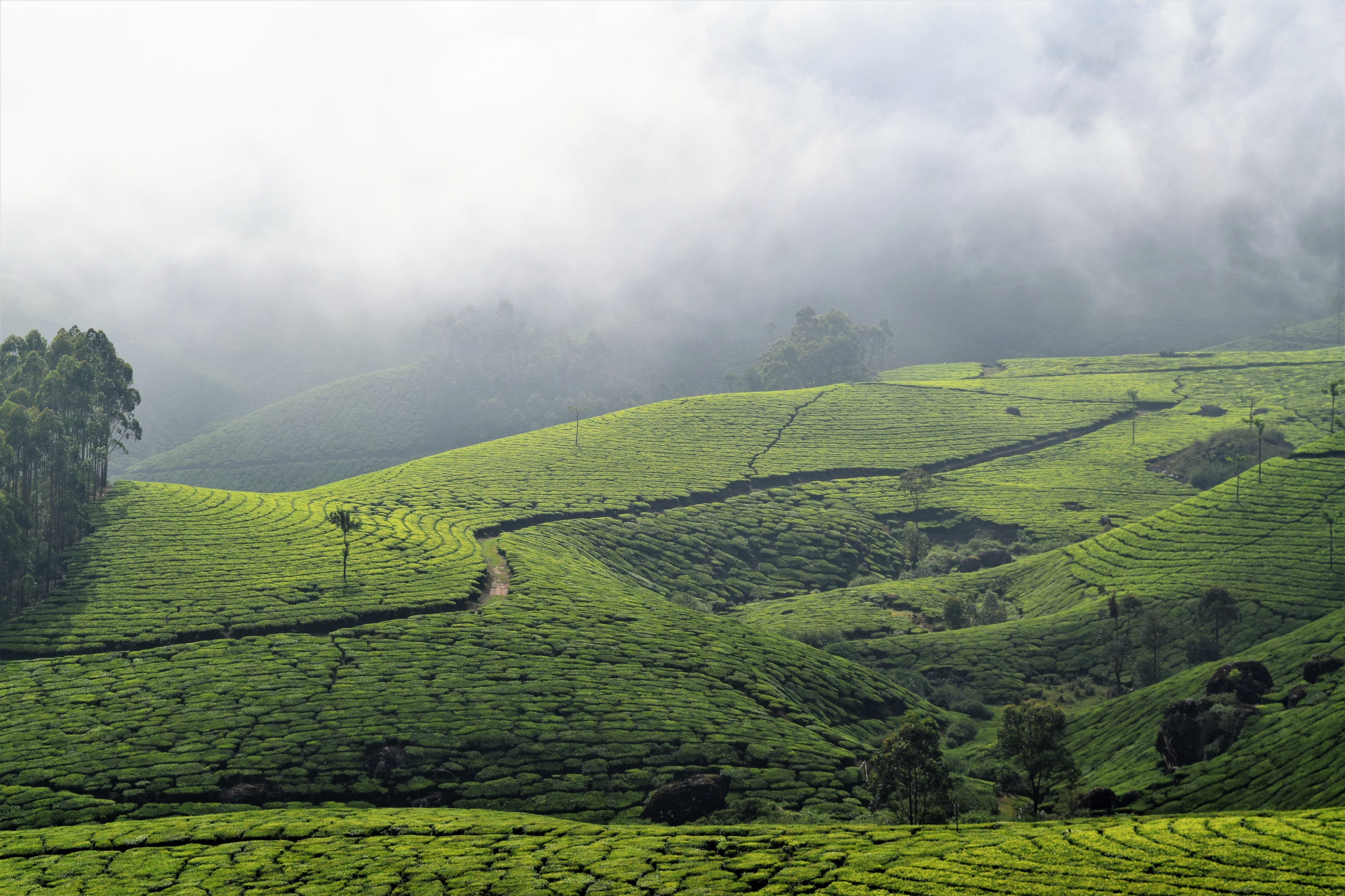 Scenery in Munnar